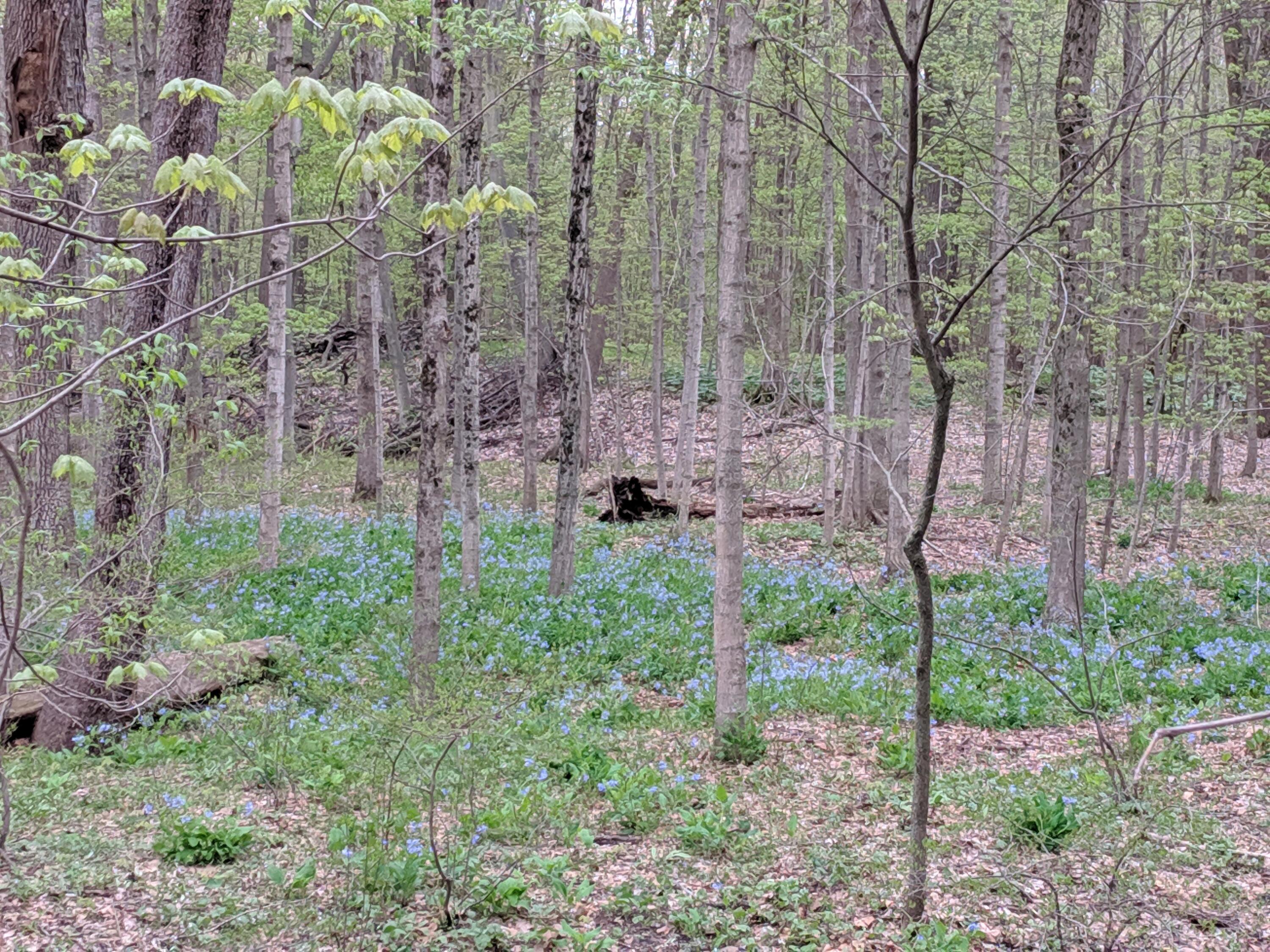 3052 Bonita Drive SE Grand Rapids MI 49508