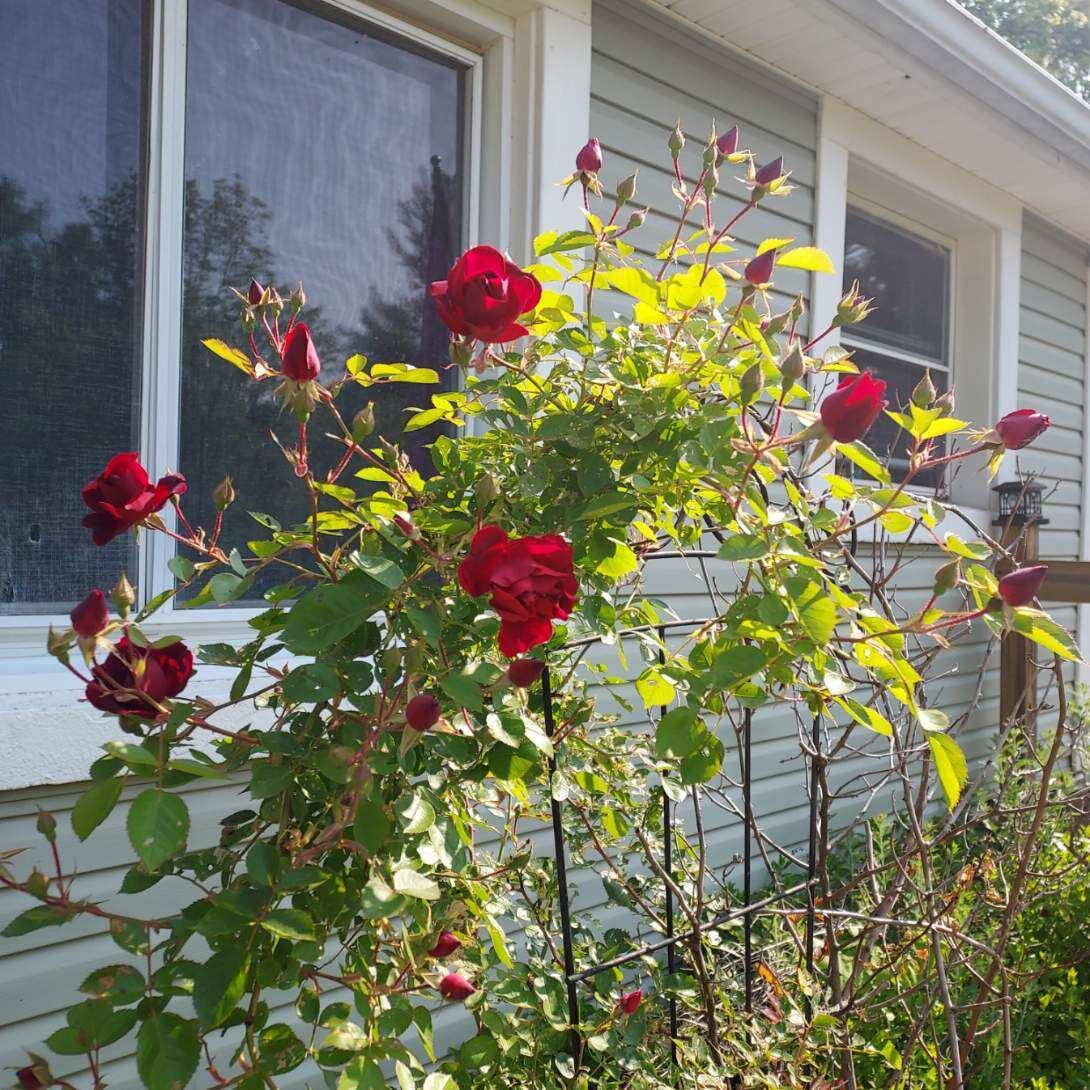 1934 Nazareth Road Kalamazoo MI 49048