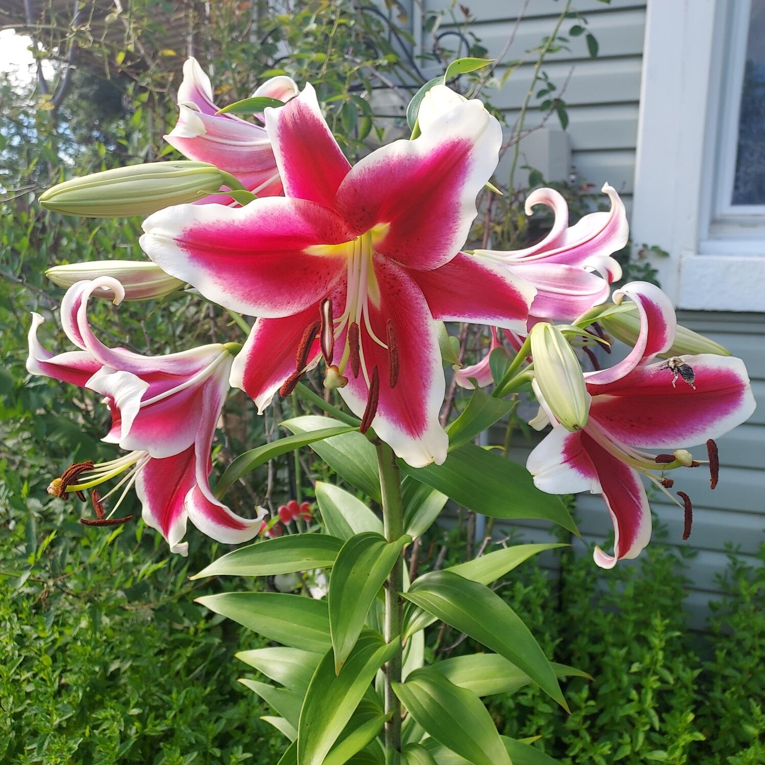 1934 Nazareth Road Kalamazoo MI 49048