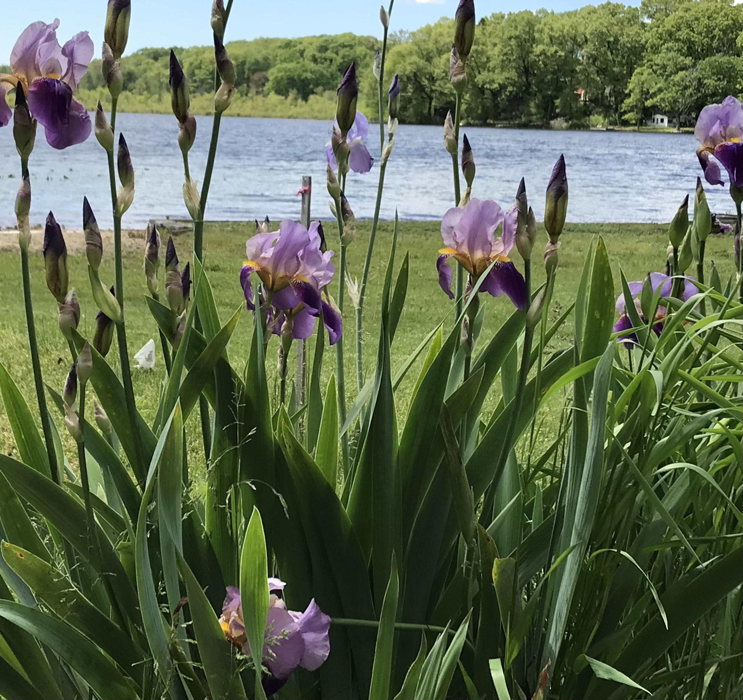 51156 Maple Road Marcellus MI 49067