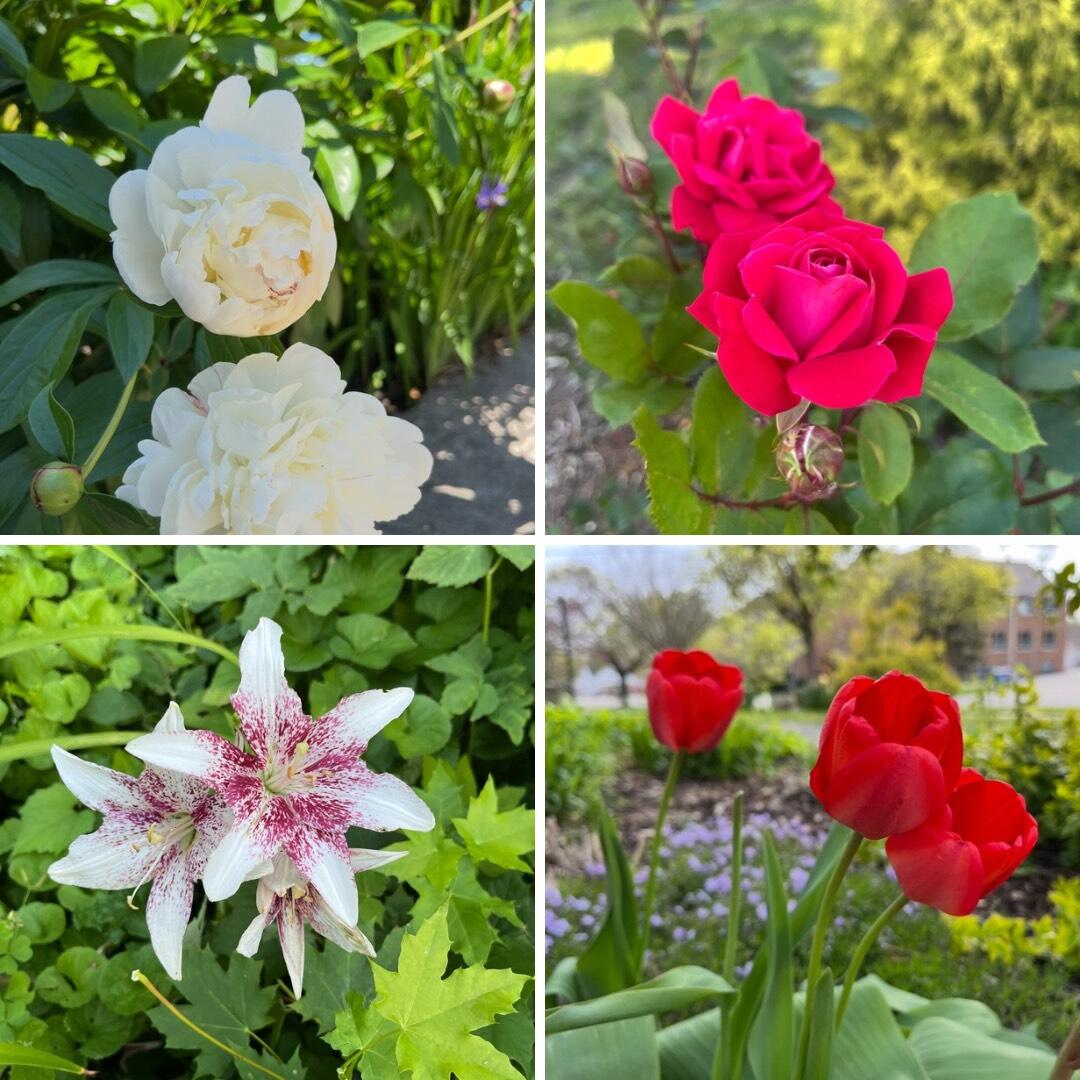 1228 Spring Avenue NE Grand Rapids MI 49505