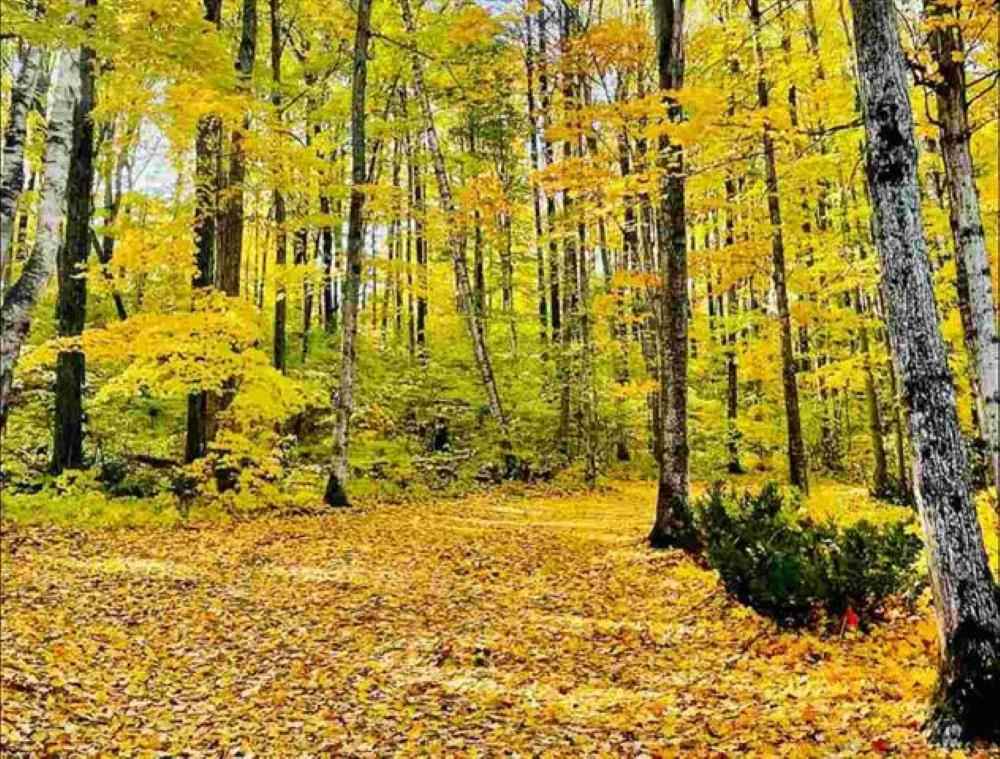 1941 Limberlost Gaylord MI 49735