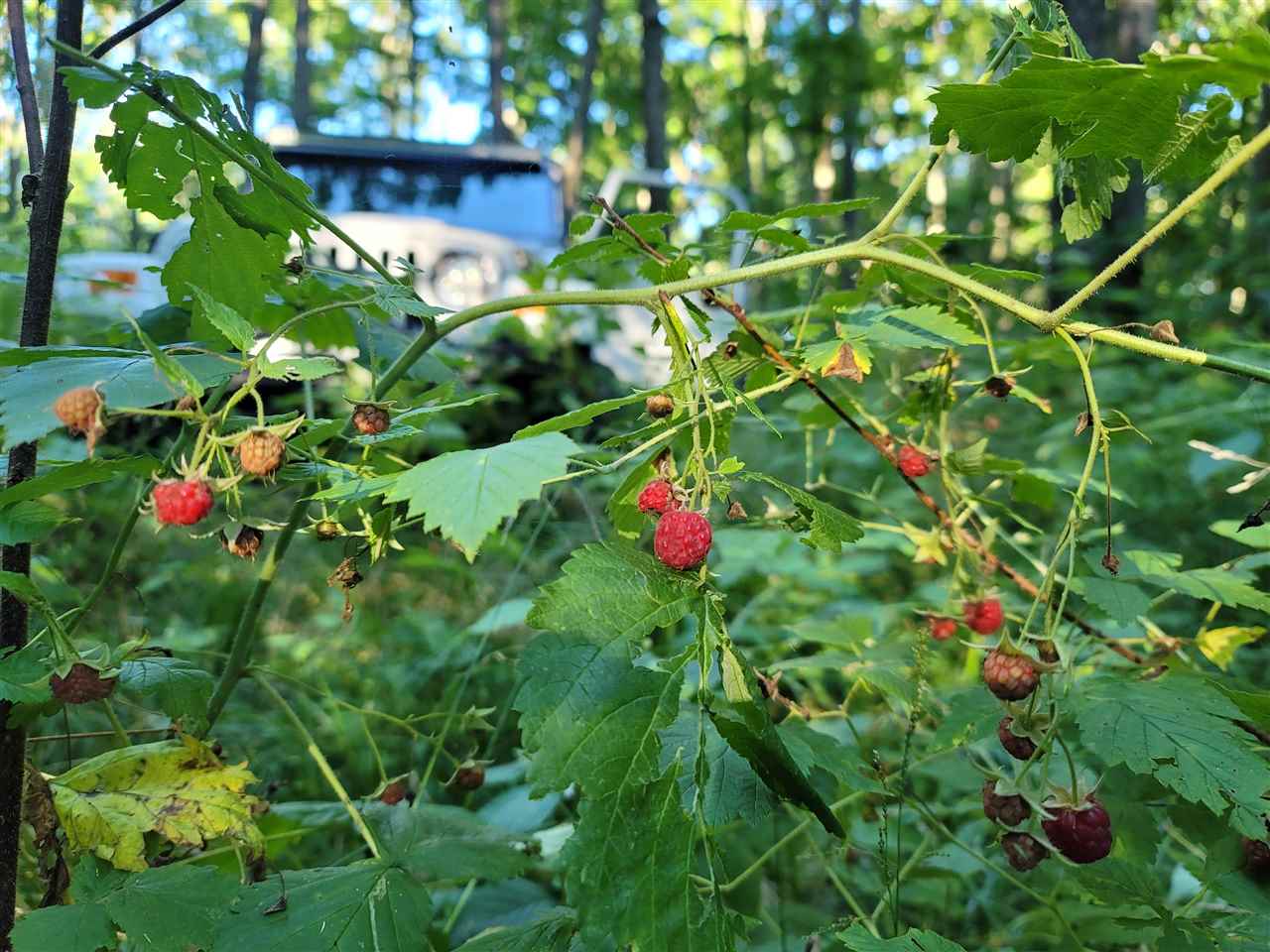 1185 Hideaway Valley Drive Harbor Springs MI 49740