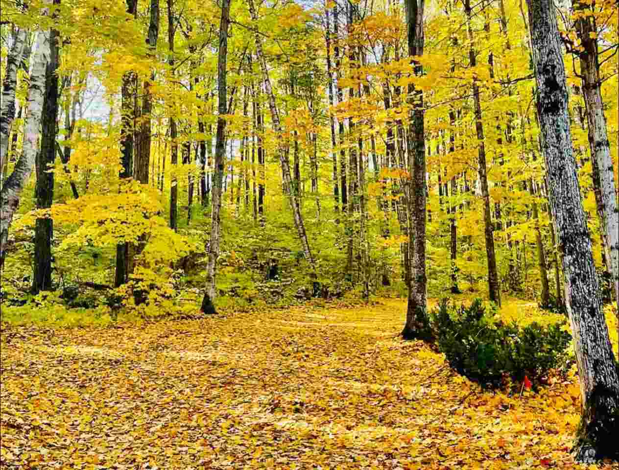 1923 Limberlost Gaylord MI 49735