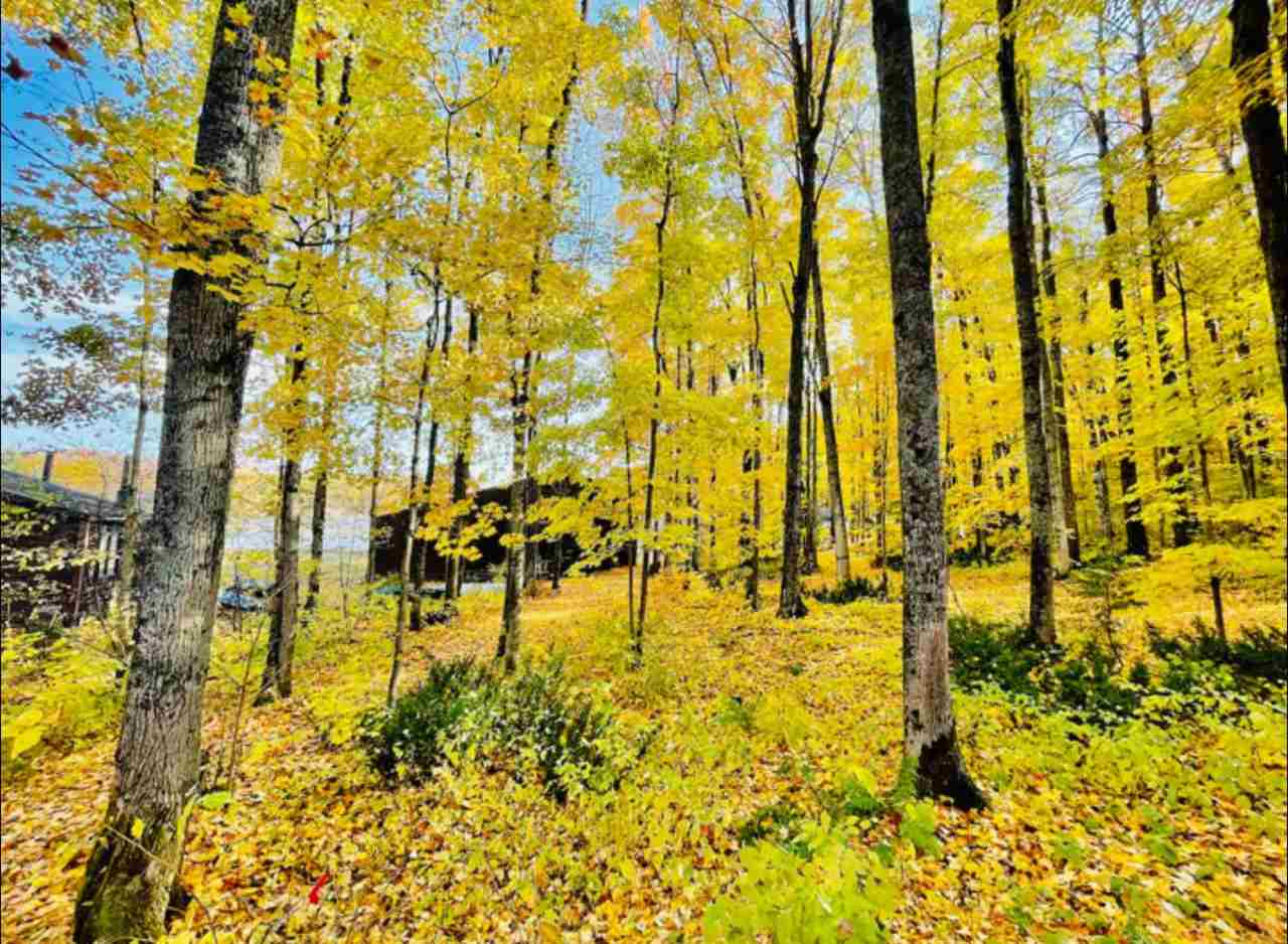 1923 Limberlost Gaylord MI 49735
