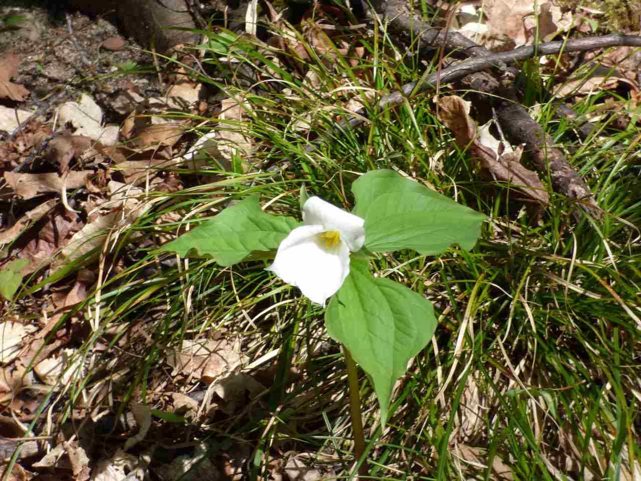 Parcel B Broken Arrow Drive Bellaire MI 49615