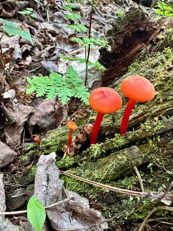 Tbd Mrs. Reddings Trail Beaver Island MI 49782