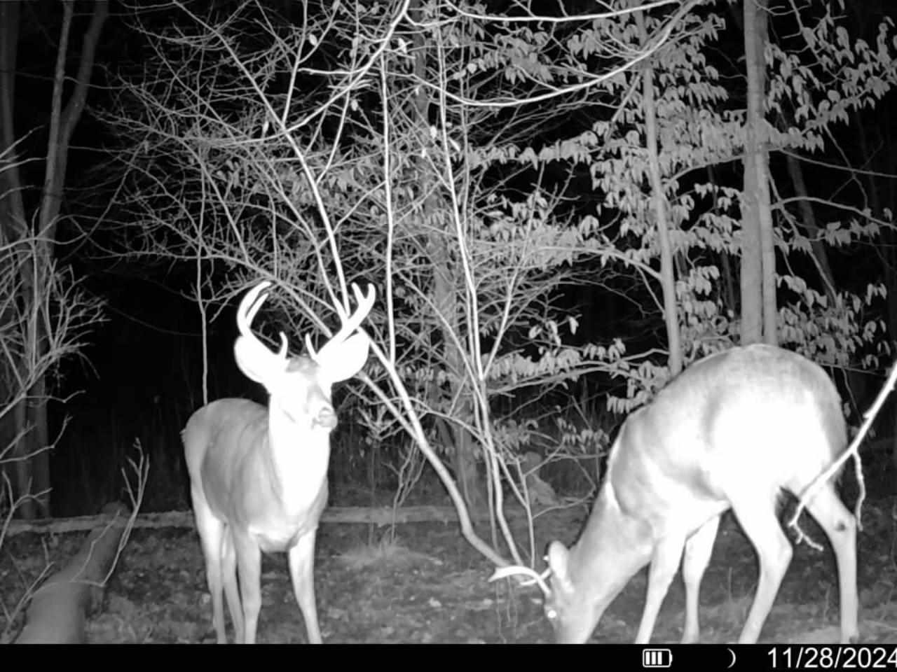 16762 Sunshine Trail Vanderbilt MI 49795