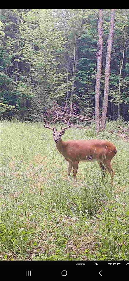 3054 Webb Road Wolverine MI 49799-9785