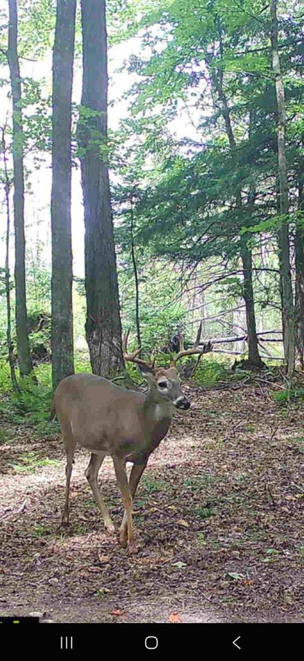 3054 Webb Road Wolverine MI 49799-9785