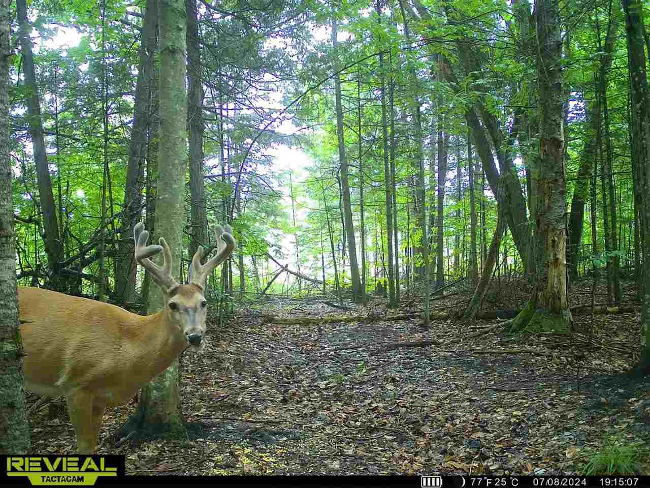 3054 Webb Road Wolverine MI 49799-9785