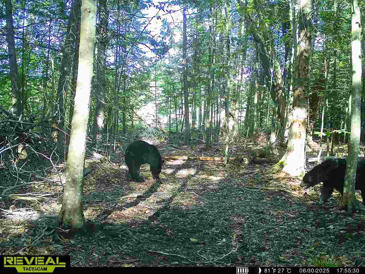 3054 Webb Road Wolverine MI 49799-9785