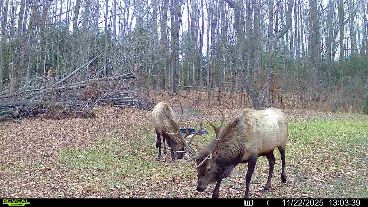 3054 Webb Road Wolverine MI 49799-9785