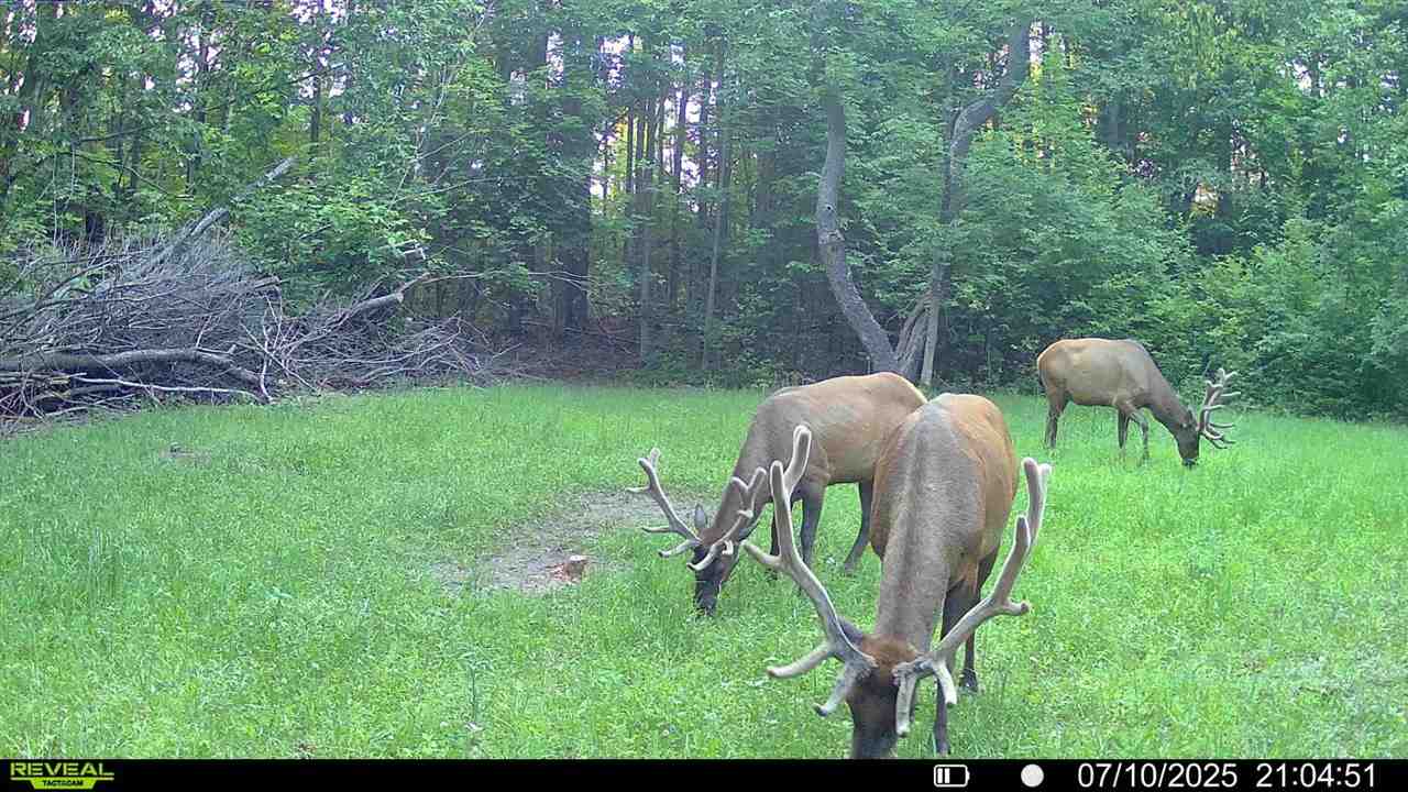 3054 Webb Road Wolverine MI 49799-9785