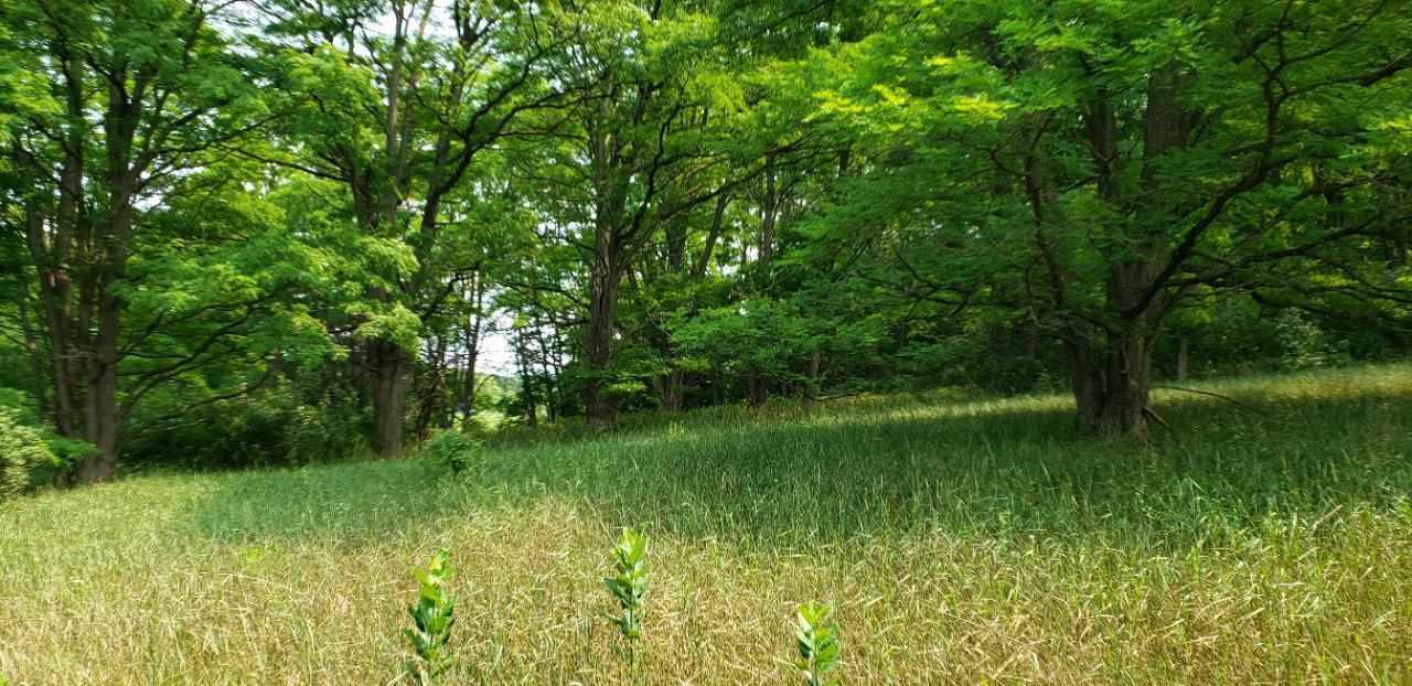 Parcel B Cemetery Road Alden MI 49612