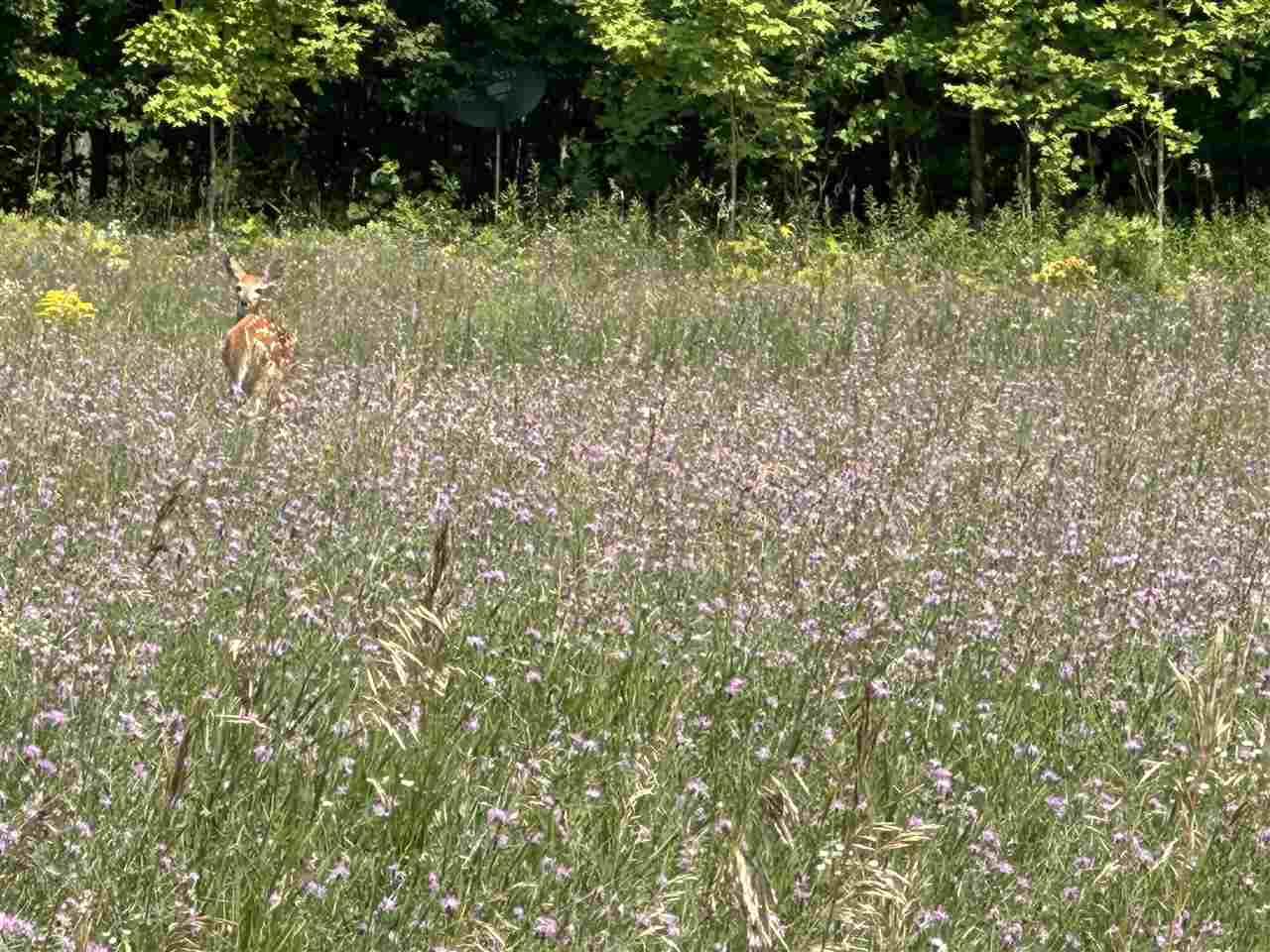 8688 Miller Road Alanson MI 49706