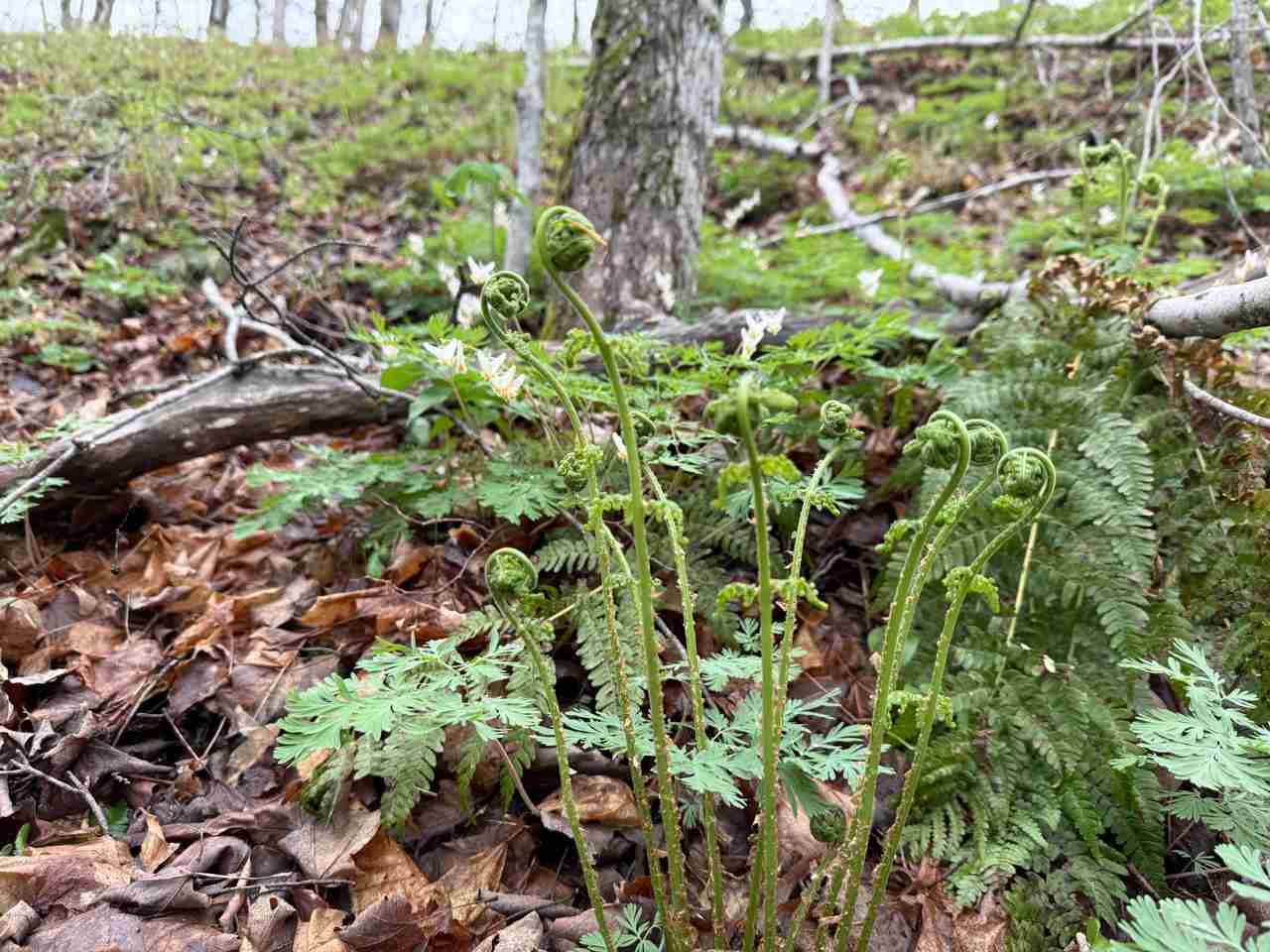 Lots 565-568 Island Woods Road Beaver Island MI 49782