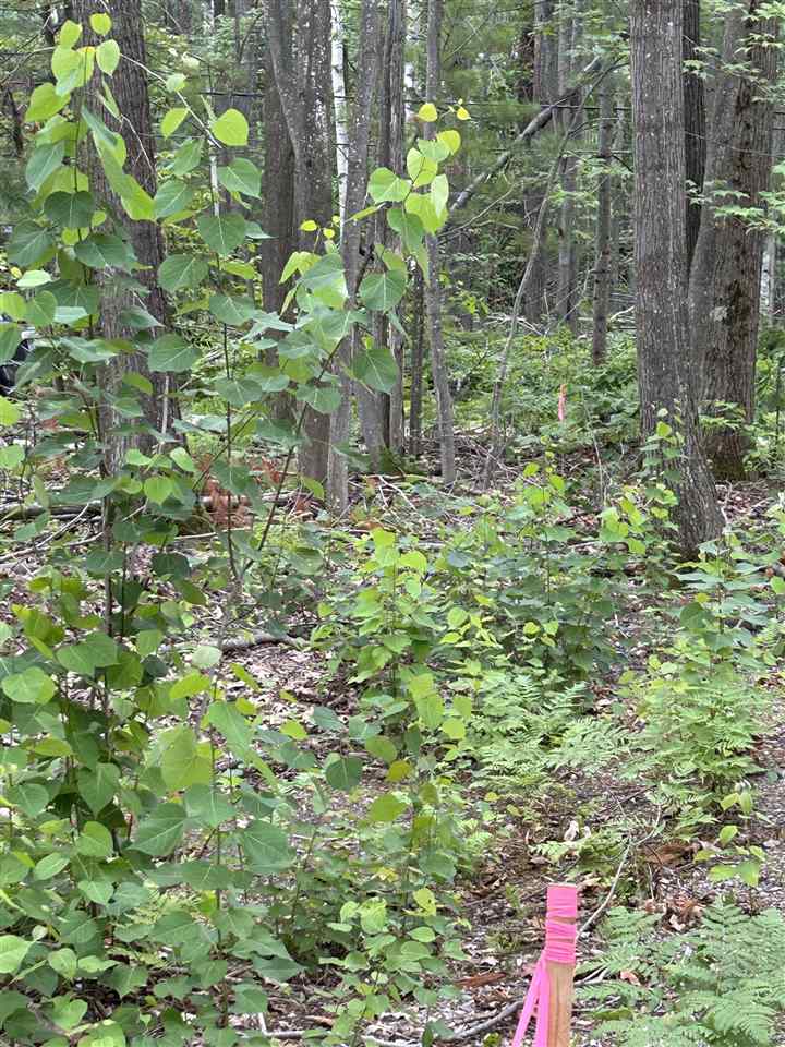 Lot 27 S Perch Lake Drive Gaylord MI 49735