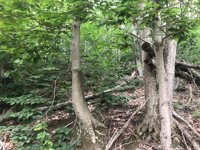 Tbd Seldon Road Petoskey MI 49770