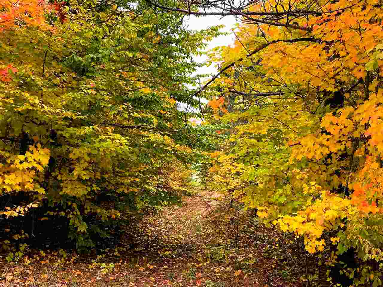Lot 308 Goshawk Way Bellaire MI 49615