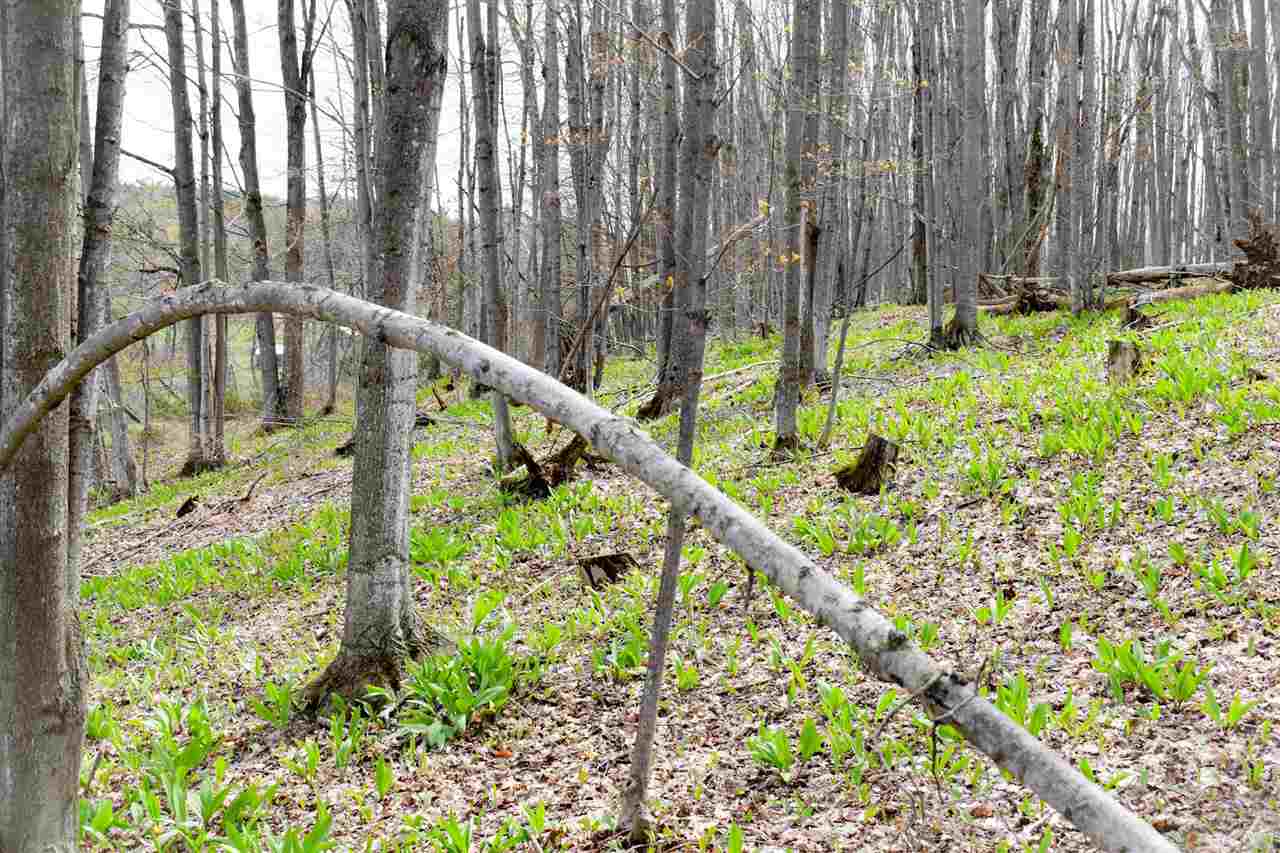 Tbd (Vacant) W Clute Road Boyne City MI 49712