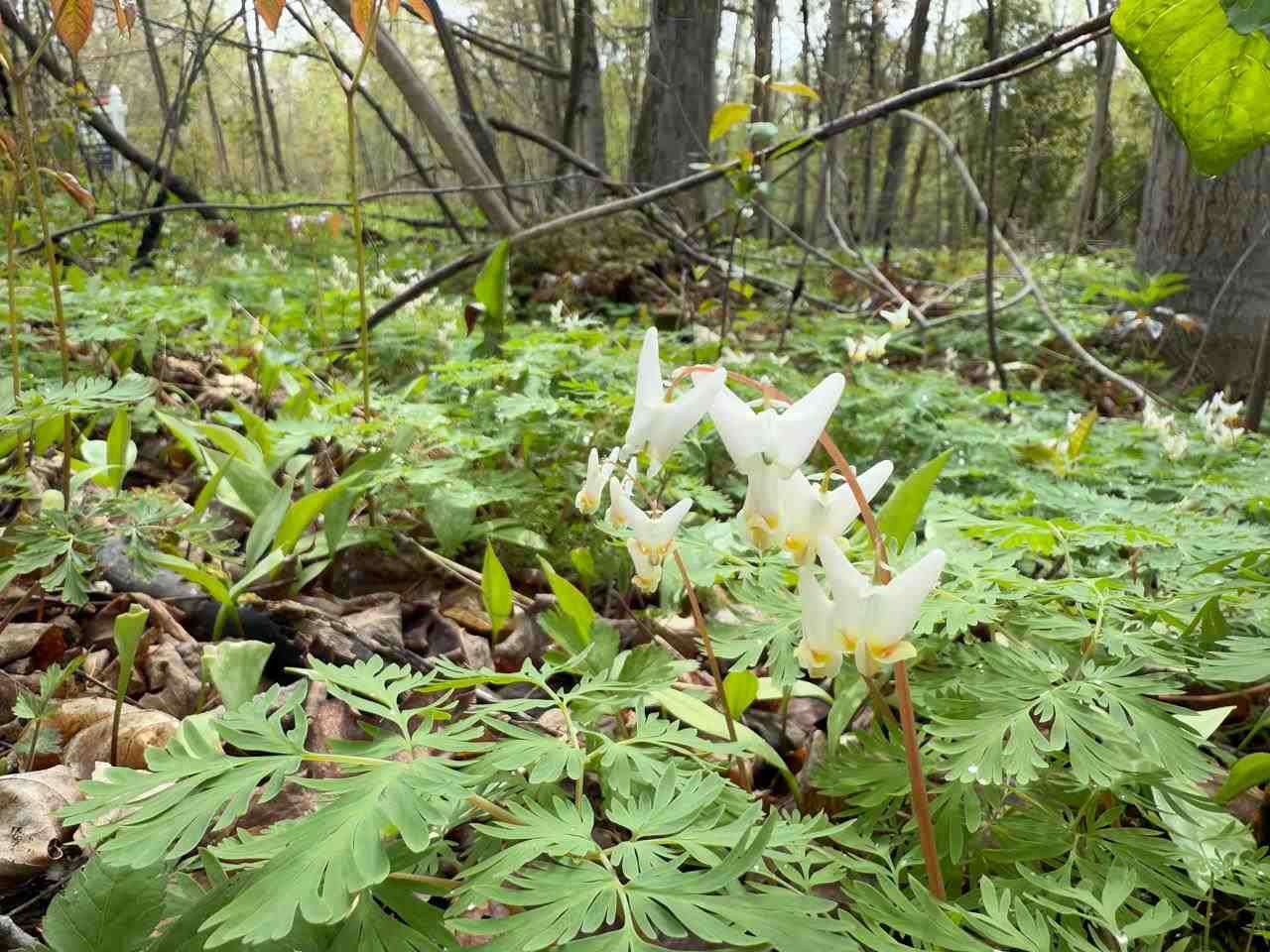 Tbd N Island Woods Road, Lot 464 Beaver Island MI 49782