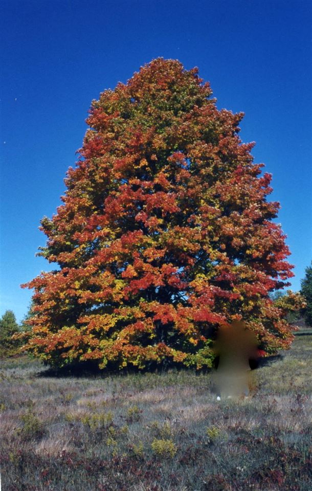 Lot 39 Alden Meadows Alden MI 49612