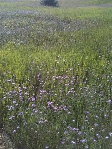 7035 Rolling Meadow Trail Harbor Springs MI 49740