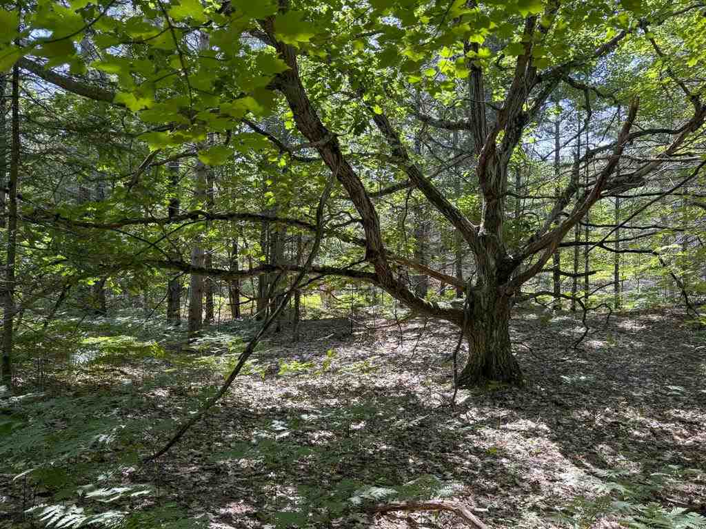 Lot 58 East Side Drive Beaver Island MI 49782