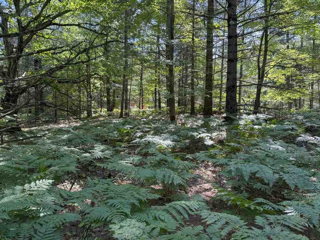 Lot 58 East Side Drive Beaver Island MI 49782