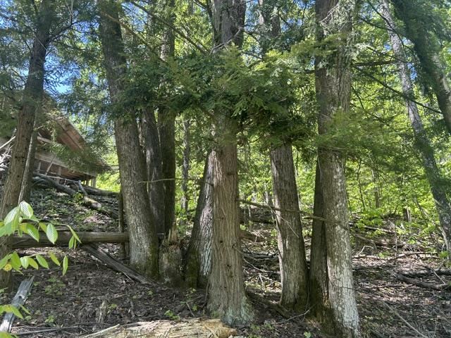 5436 Valley Road Alanson MI 49706