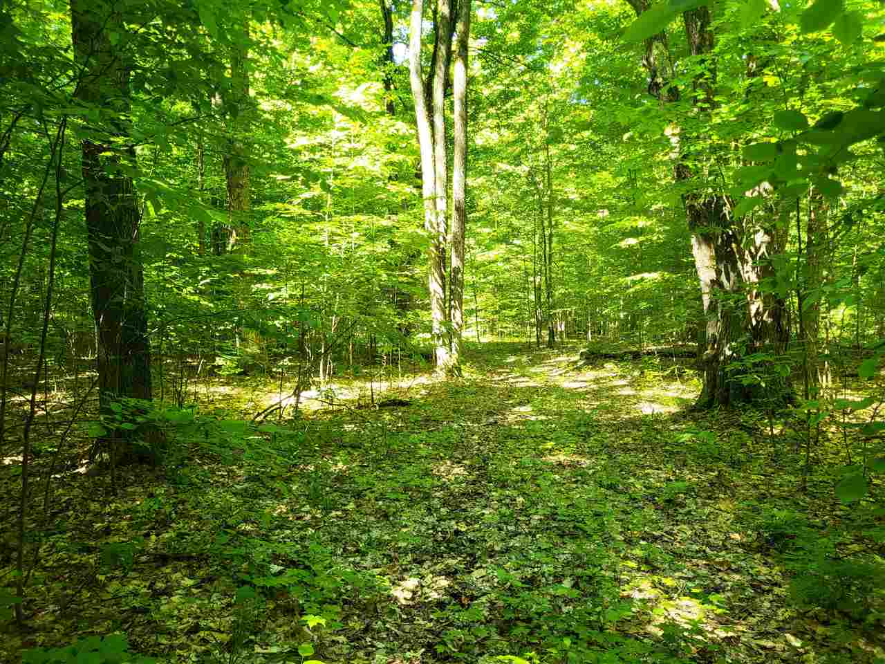 Tbd Shumaker Road Bellaire MI 49659