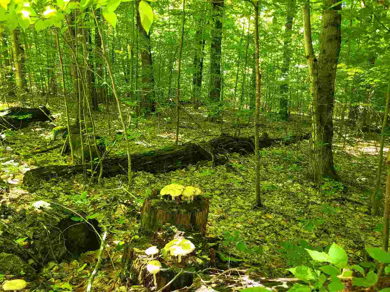 Tbd Shumaker Road Bellaire MI 49659