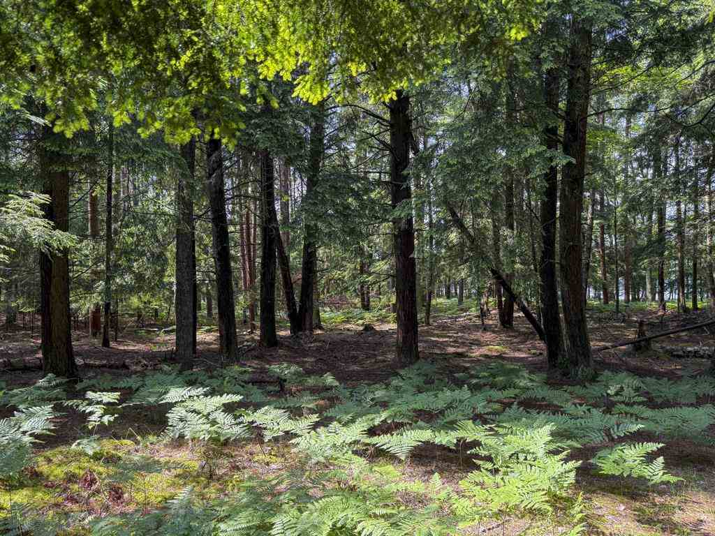 Tbd Hemlock Point Road Beaver Island MI 49782