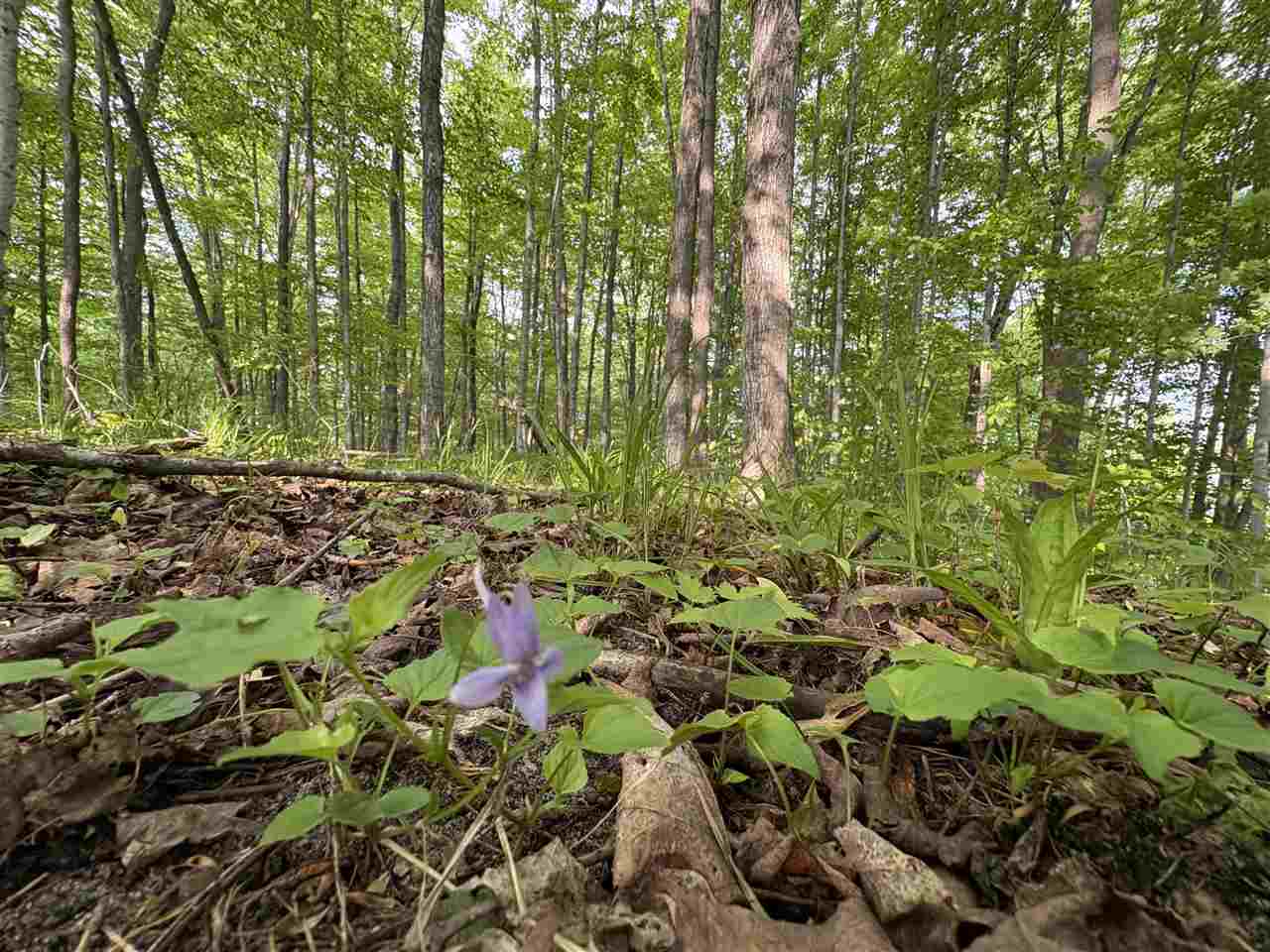 Tbd Erie Street East Jordan MI 49727