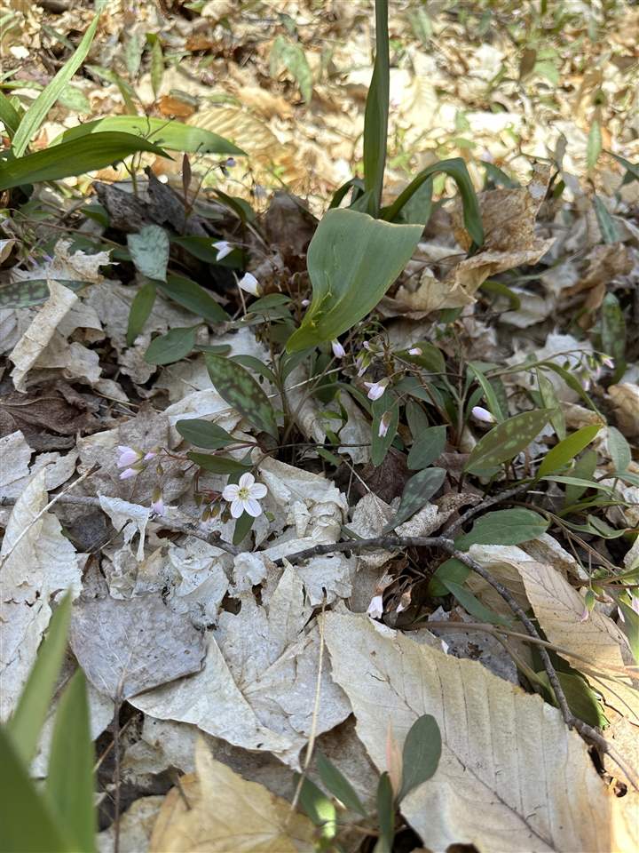 South West Beaver Beaver Island MI 49720