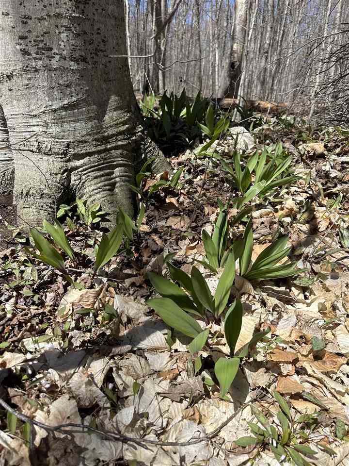 South West Beaver Beaver Island MI 49720