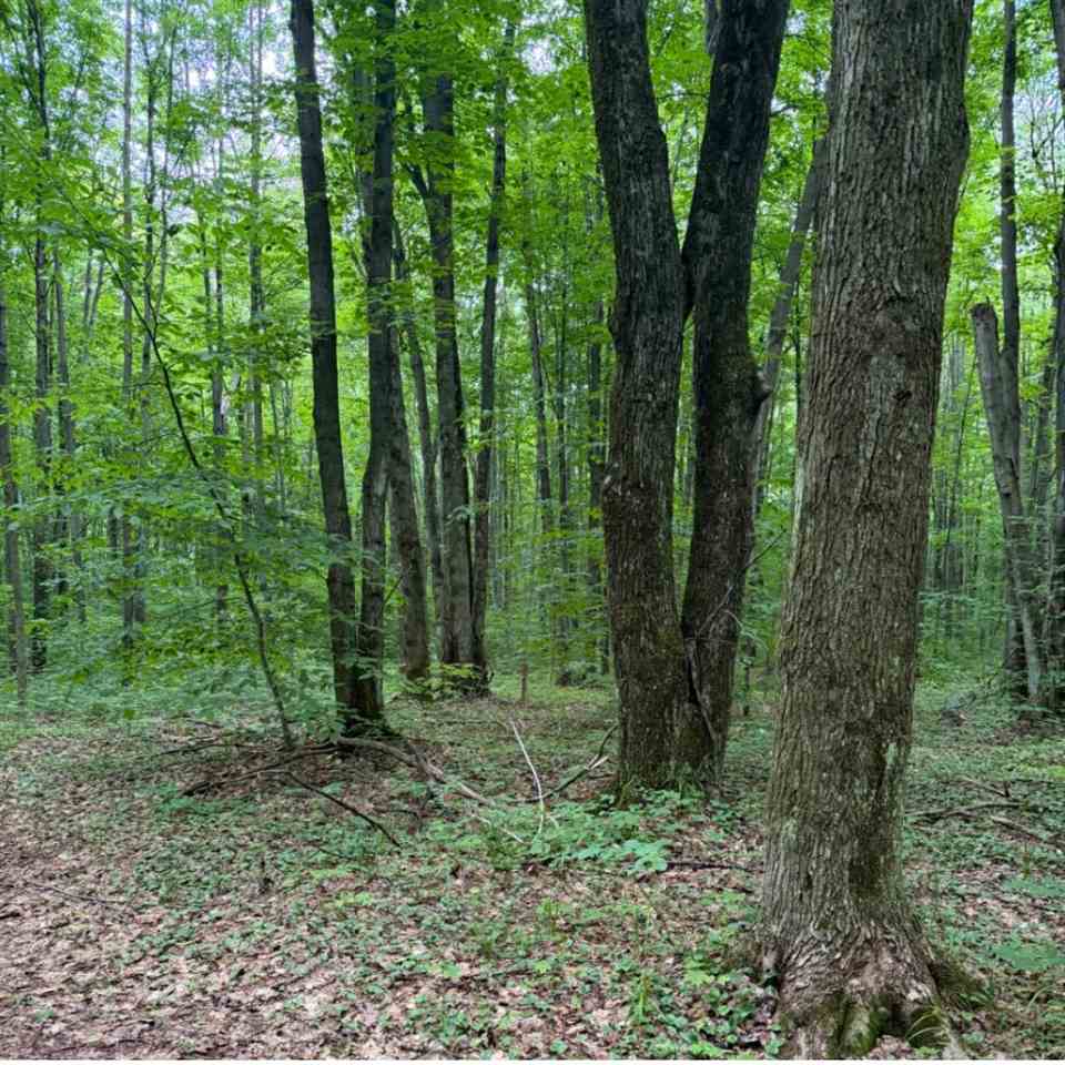 Parcel D Peterson Road Mancelona MI 49659