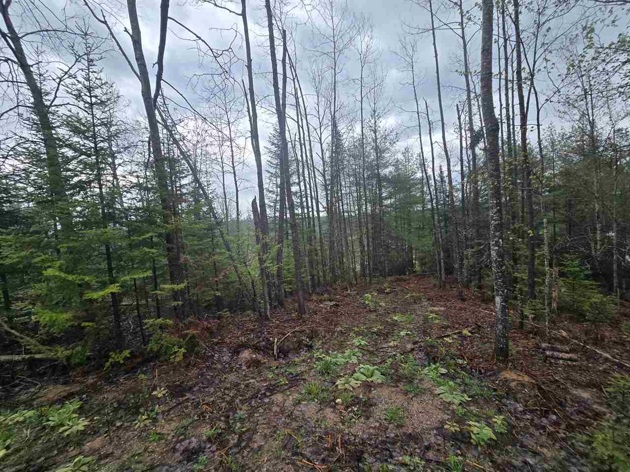 14453 W Shoreline Drive Wolverine MI 49799