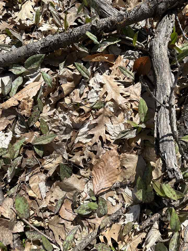 Tbd West Side Drive Beaver Island MI 49782