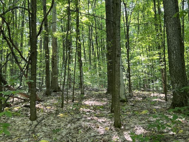 Lot 6 Willow Bend Bellaire MI 49615