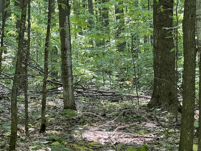 Lot 6 Willow Bend Bellaire MI 49615