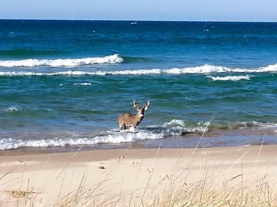 5089 Seven Mile Point Ridge Drive Harbor Springs MI 49740