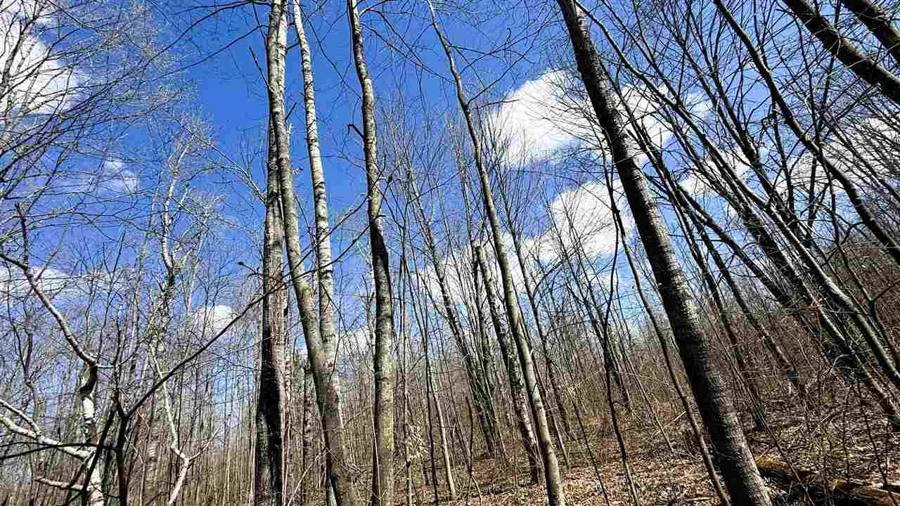 Lot 177 Wyndwood Drive Mancelona MI 49659