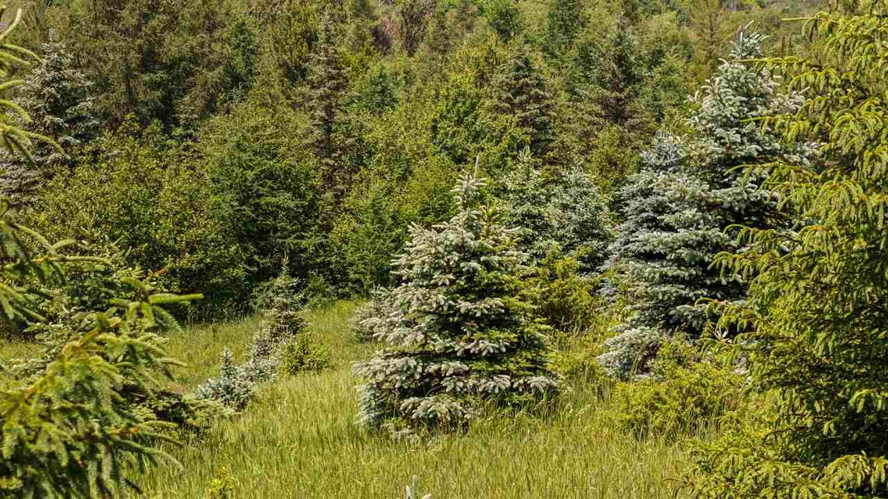 Tbd Detour Ellsworth MI 49729