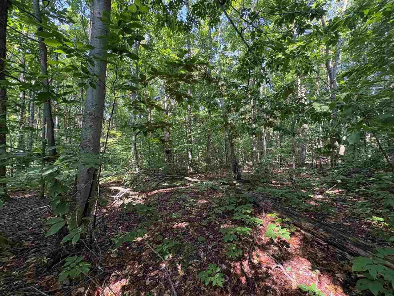 3443 Needles Drive Harbor Springs MI 49740