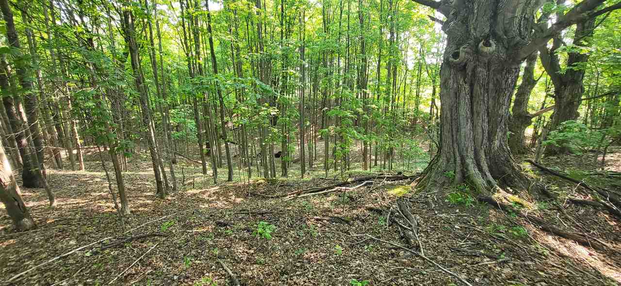 Tbd Veldkamp Lane Central Lake MI 49622