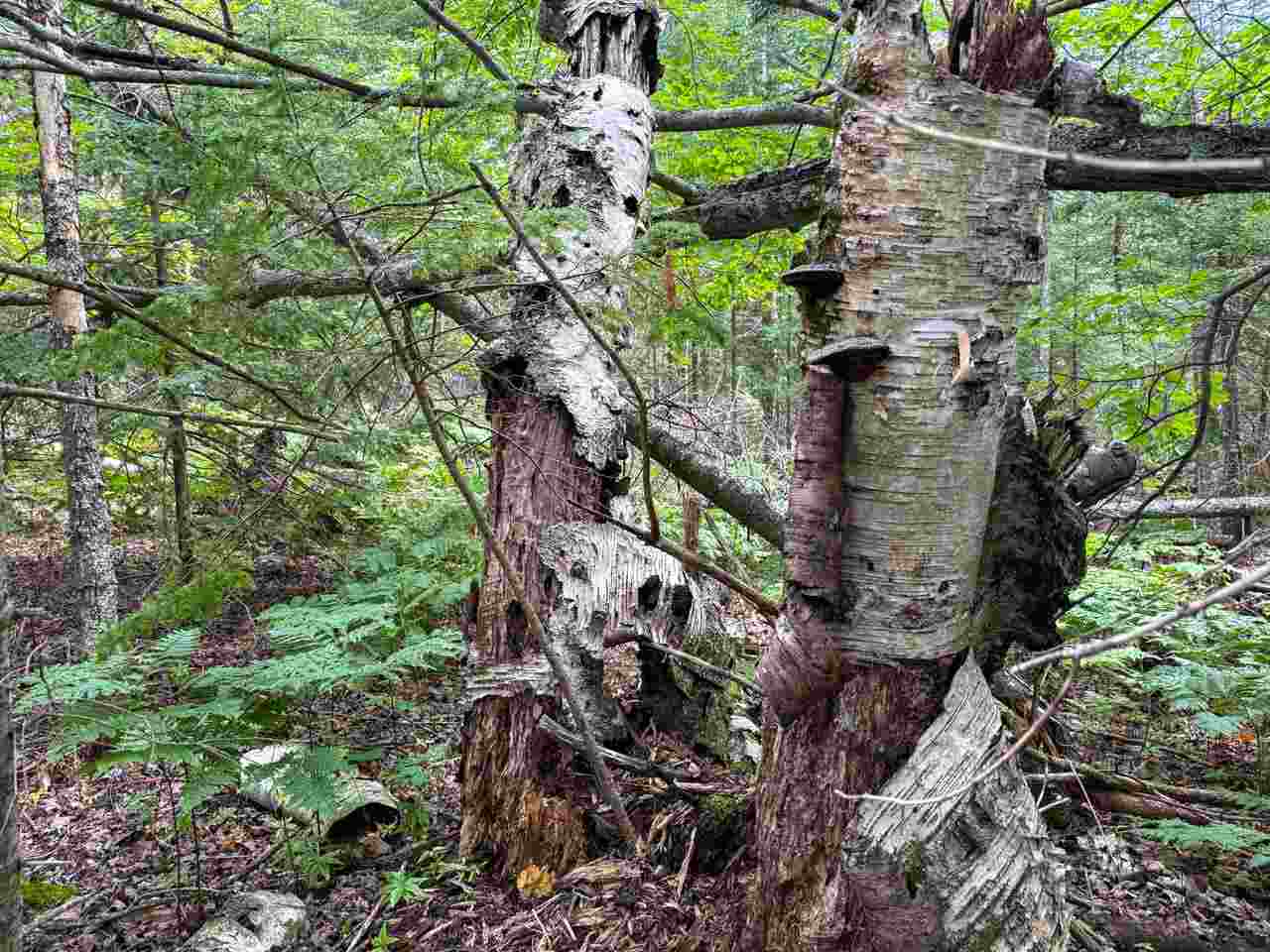 Tbd Lots 52-53 East Side Drive Beaver Island MI 49782