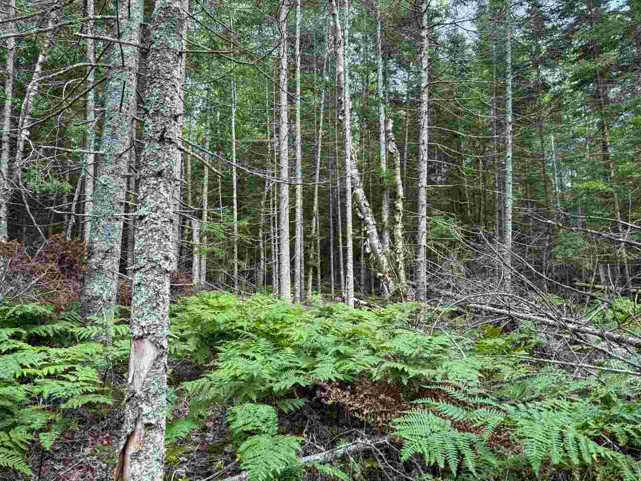 Tbd Lots 52-53 East Side Drive Beaver Island MI 49782