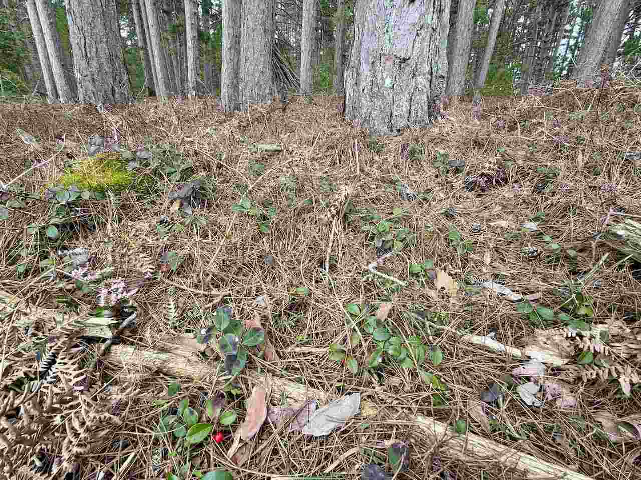 Tbd Whitetail Trail Beaver Island MI 49782-0000